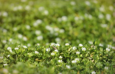 Güneşli bahar yeşili bahçe