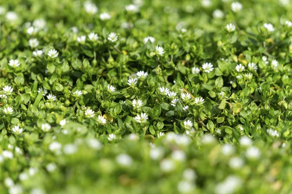 Sonniger Frühlingsgrüner Garten — Stockfoto