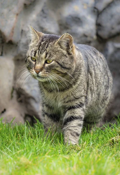 Große Erwachsene Tabby Katze Spaziert Frühlingsgarten — Stockfoto