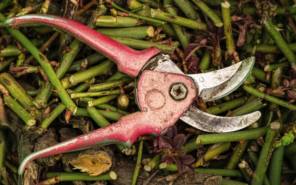 Oude Roestige Tuinsnoeier Snoeien Een Rose Bush Een Voorjaar Tuin — Stockfoto