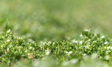 Baharın başında küçük yeşil yapraklar ve kır çiçeklerinin beyaz çiçekleri. Yumuşak bahar Paskalya arkaplanı