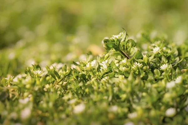 Minúsculas Folhas Verdes Flores Brancas Flores Silvestres Início Primavera Primavera — Fotografia de Stock