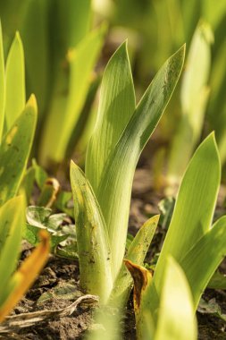 Bahar bahçesi. Bahar güneşinde filizlenen iris yaprakları