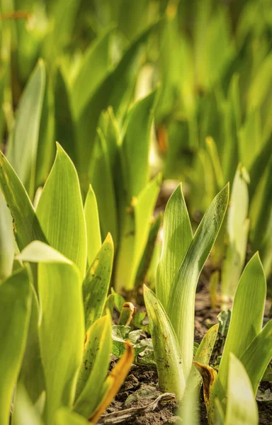 Spring Garden Sprouted Iris Leaves Spring Sun — Stock Photo, Image