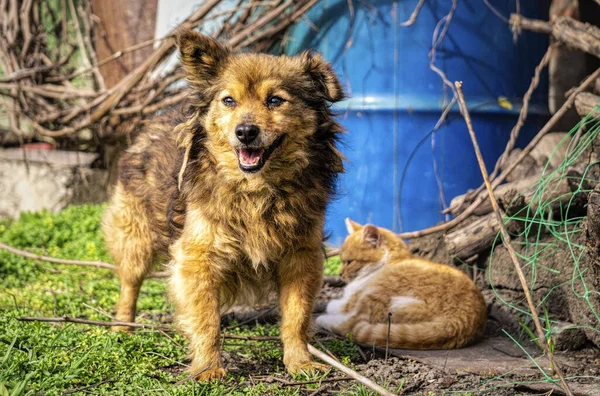 Chats Chiens Animaux Compagnie Dans Vieux Village Abandonné Jardin Printemps — Photo