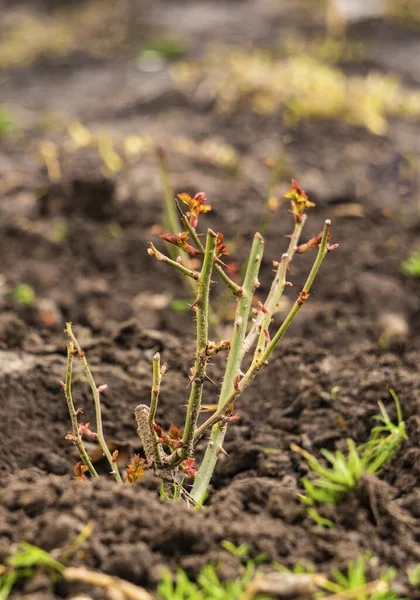 Mudas Espigosas Verdes Frescas Arbustos Rosas Jardim — Fotografia de Stock