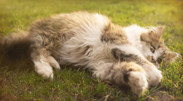 春の朝に小さなふわふわの斑点の子猫の遊び 晴れた庭 — ストック写真