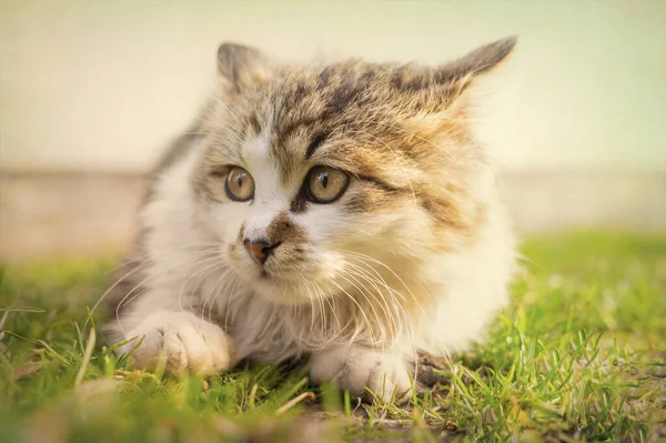 春の朝に小さなふわふわの斑点の子猫の遊び 晴れた庭 — ストック写真