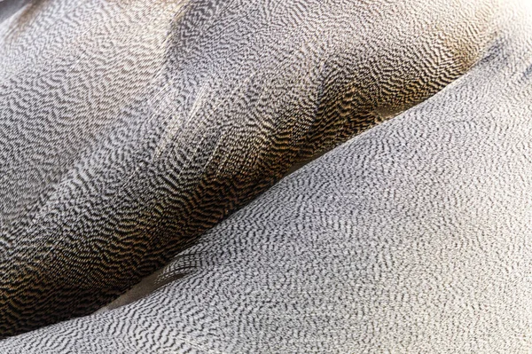 Textura Penas Pato Selvagem Cor Natural Animal Selvagem — Fotografia de Stock