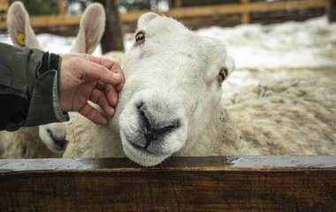 Ram ahşap bir ahırda. İskoçya 'daki çiftlik
