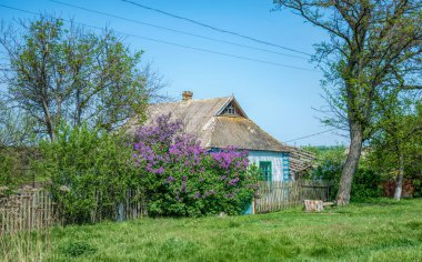 Terk edilmiş eski bir köy evi Çiçekli bir baharın ortasında