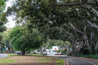 Los Angeles 'taki otoyol ve arabalar Griffith Park' ın etrafında.
