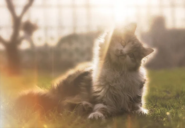 Petit Chaton Tacheté Pelucheux Jouant Printemps Matin Jardin Ensoleillé — Photo