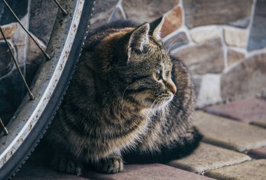 Eski bir bisikletin direksiyonunda saklanan küçük tekir kedi yavrusu.
