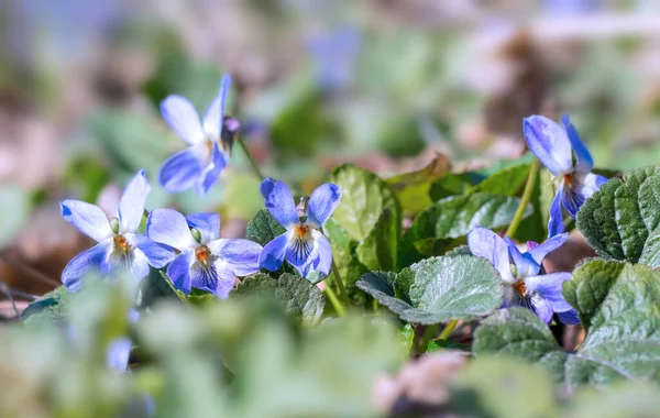 Delicate Blue Forest Violets Spring Easter Card — Stock Photo, Image
