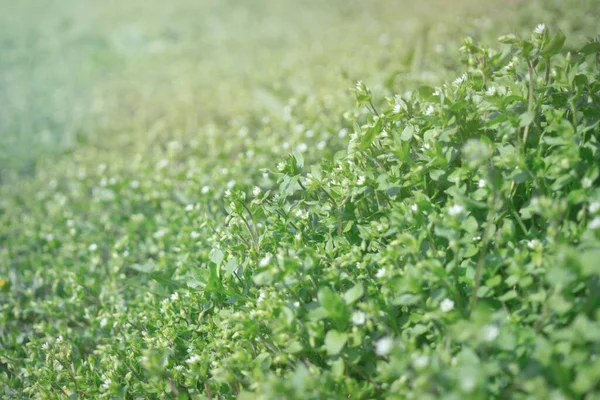 Små Gröna Blad Och Vita Blommor Vilda Blommor Tidigt Våren — Stockfoto