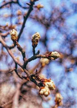  Bahar köyünün bahçesinde tomurcuklanan armut ağaçları.