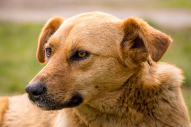 Kırmızı çoban köpeği güneşli bir bahar çayırında uyuyor.