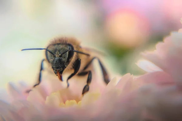 蜜蜂和秋天的菊花 — 图库照片