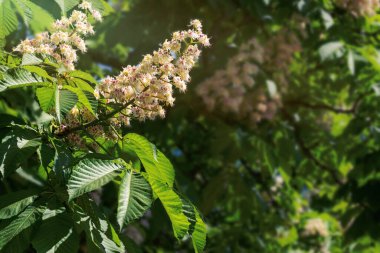 Çiçek açan kestane ağaçları. Beyaz narin çiçeklerin fırçaları parlak yeşil yaprakların arka planına karşı. Pentecost İçin Sıcak Hava