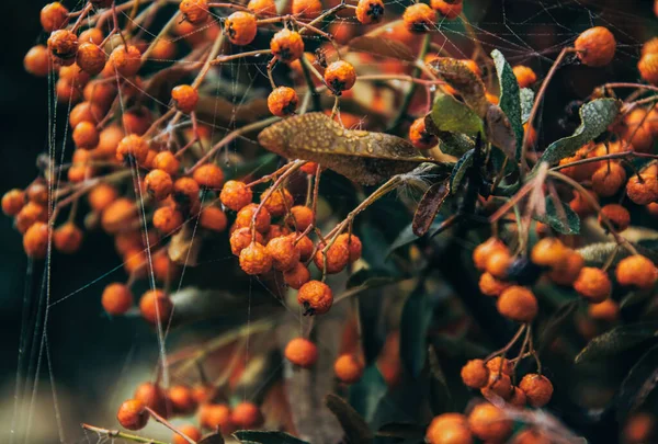 Frutas Piracanta Amarelas Laranja Maduras Gotas Orvalho Teias Aranha Fundo — Fotografia de Stock