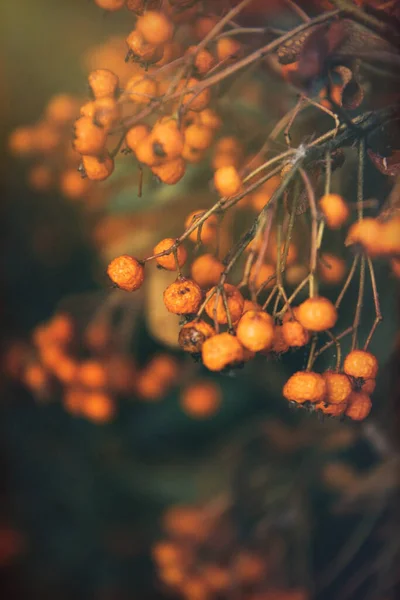 열매와 오렌지 열매를 거미줄에 넣어익 핼러윈 카드의 전반적 — 스톡 사진