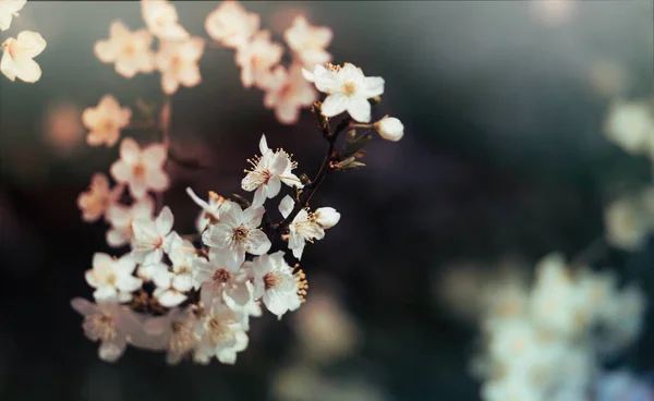 Flores Albaricoque Tierno Blanco Huerto Primavera — Foto de Stock