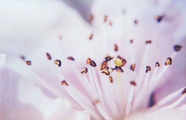 Flor Pêssego Rosa Delicada Cartão Férias Primavera — Fotografia de Stock