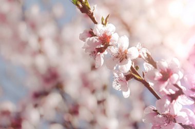  Narin pembe şeftali çiçeği. Bahar tatili kartı