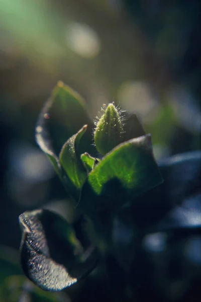 Pequeñas Hojas Verdes Flores Blancas Flores Silvestres Principios Primavera Tierna — Foto de Stock