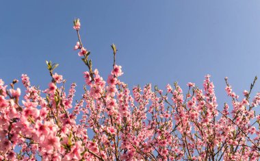 Narin pembe şeftali çiçeği. Bahar tatili kartı