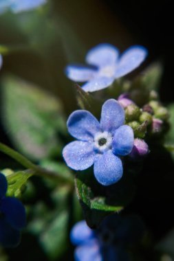 Güneşli bahar bahçesinde mavi unutma beni çiçeği