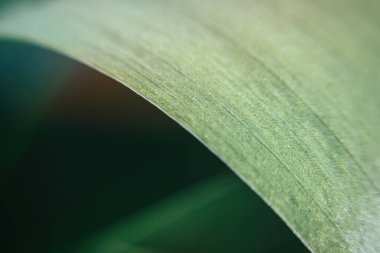 Taze yeşil bir zambak yaprağının doğal dokusu