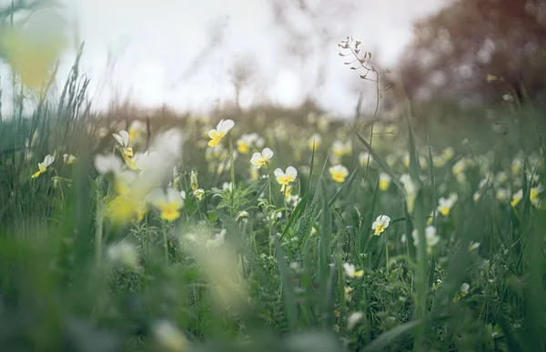 Minúsculas Folhas Verdes Flores Brancas Flores Silvestres Início Primavera Primavera — Fotografia de Stock