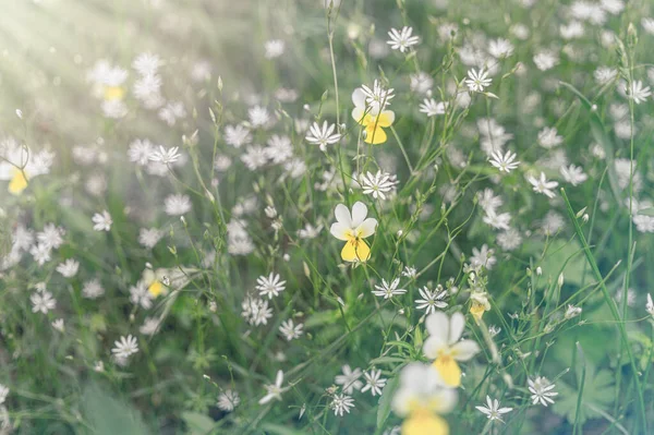Minúsculas Folhas Verdes Flores Brancas Flores Silvestres Início Primavera Primavera — Fotografia de Stock