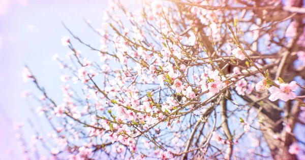 Vacker Vår Rosa Bakgrund Vinnande Persikoträd Blomma Blommande Säsong Fruktträdgården — Stockfoto