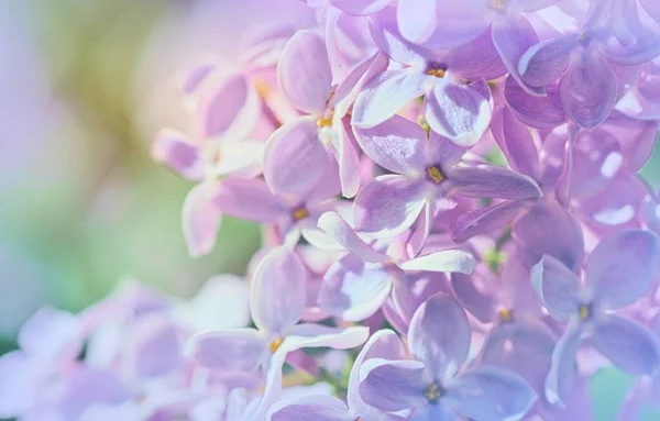 Fialové Květy Jarního Šeříku Jarní Zahrada — Stock fotografie