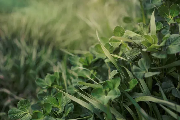 Sonniges Frisches Feld Und Saftig Grünes Gras — Stockfoto