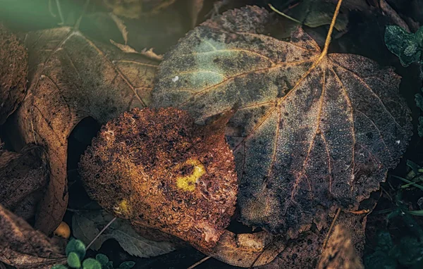 Падшие Желтые Коричневые Осенние Листья Капли Утренней Росы — стоковое фото