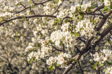 Çiçekli bahar elma bahçesi. Arkaplanda beyaz çiçekler gökyüzünde yağmur bulutları