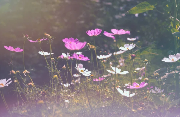 Jardim Verão Florescente Iluminado Pelo Sol Suave Noite Cartão Saudação — Fotografia de Stock