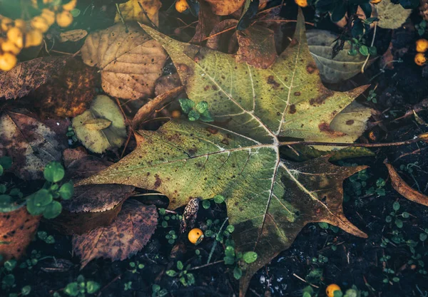 Gevallen Gele Bruine Herfstbladeren Druppels Ochtenddauw — Stockfoto