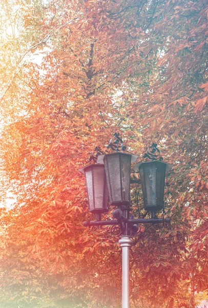 公園内のヴィンテージ街路灯と紅葉 — ストック写真