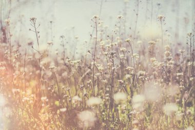  Baharın başında küçük yeşil yapraklar ve kır çiçeklerinin beyaz çiçekleri. Yumuşak bahar Paskalya arkaplanı