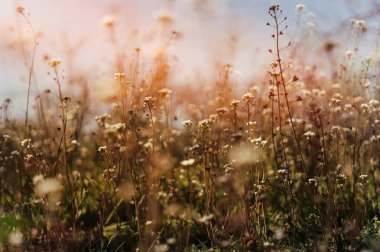  Baharın başında küçük yeşil yapraklar ve kır çiçeklerinin beyaz çiçekleri. Yumuşak bahar Paskalya arkaplanı