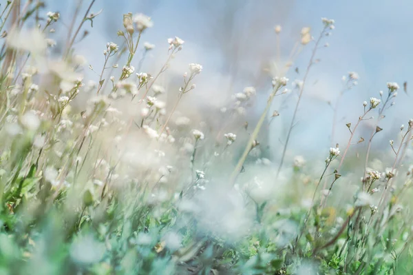 Minúsculas Folhas Verdes Flores Brancas Flores Silvestres Início Primavera Primavera — Fotografia de Stock