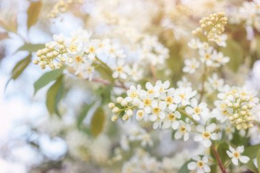 Baharda kiraz ağacının beyaz çiçekleri