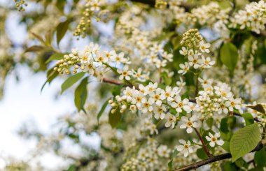 Baharda kiraz ağacının beyaz çiçekleri