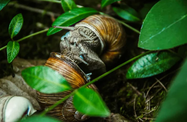 Schöne Weinbergschnecken Hintergrund Eines Frühlingsgrünen Gartens — Stockfoto