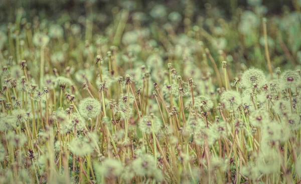 ふわふわの夏のタンポポのフィールド はがきの背景 — ストック写真